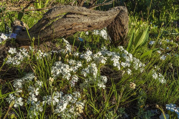 Phlox. Photo by Dave Bell.