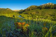 Beautiful Spring Shoots. Photo by Dave Bell.