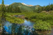 Beautiful Cottonwood. Photo by Dave Bell.