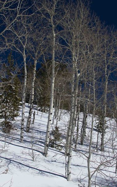 Bluebird Skies (Saturday). Photo by Dave Bell.