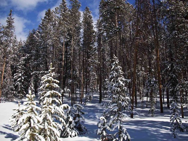 Snowy Forest (Presidents Day). Photo by Dave Bell.