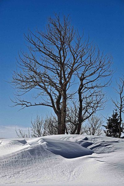 Drifted Beauty (Presidents Day). Photo by Dave Bell.