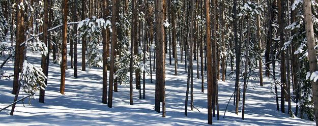 Snowy Forest (Presidents Day). Photo by Dave Bell.