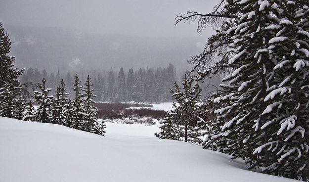 Snowy Scene (Tuesday). Photo by Dave Bell.