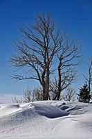 Drifted Beauty (Presidents Day). Photo by Dave Bell.