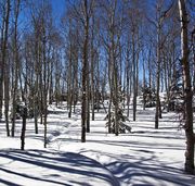 Forest Ski Trail (Presidents Day). Photo by Dave Bell.