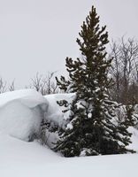 Ten Foot Drift On Twenty Foot Tree (Tuesday). Photo by Dave Bell.