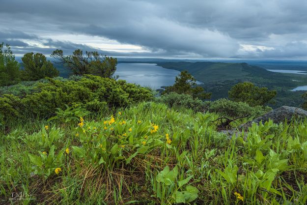 Weather Beaten Balsam Root. Photo by Dave Bell.