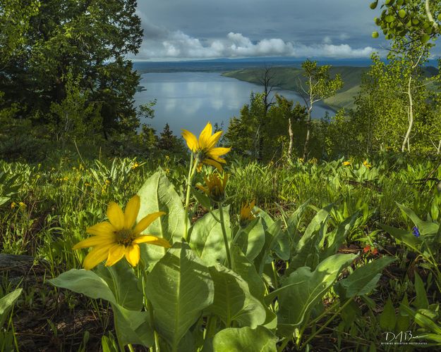 Morning Light. Photo by Dave Bell.