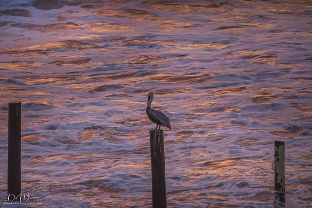 Watching A Fiery Sunrise. Photo by Dave Bell.