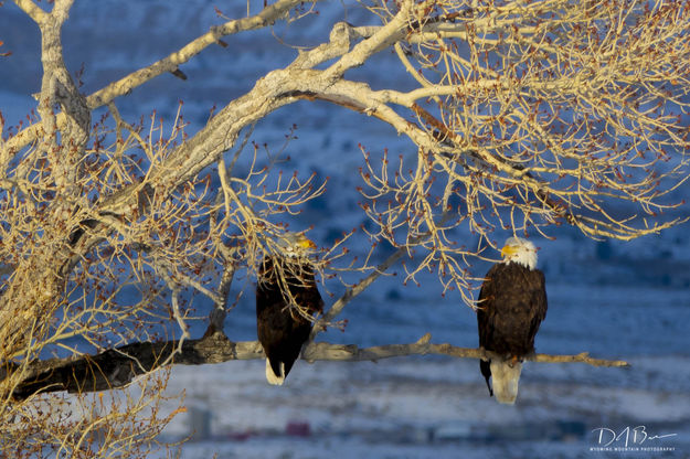 Fontenelle Baldies. Photo by Dave Bell.