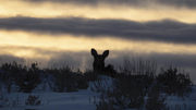 All Ears. Photo by Dave Bell.