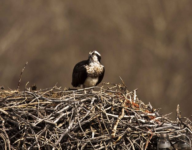 Nesting Osprey. Photo by Dave Bell.