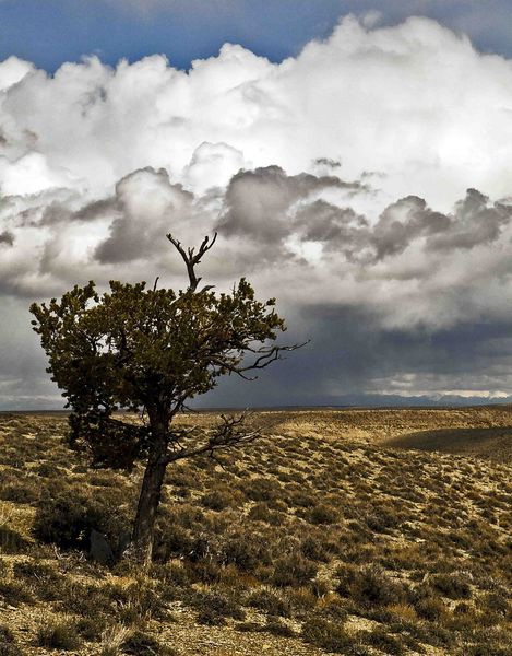 Lone Tree. Photo by Dave Bell.