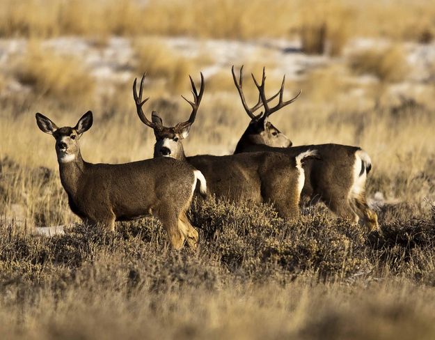 Who's Watchin Who?. Photo by Dave Bell.