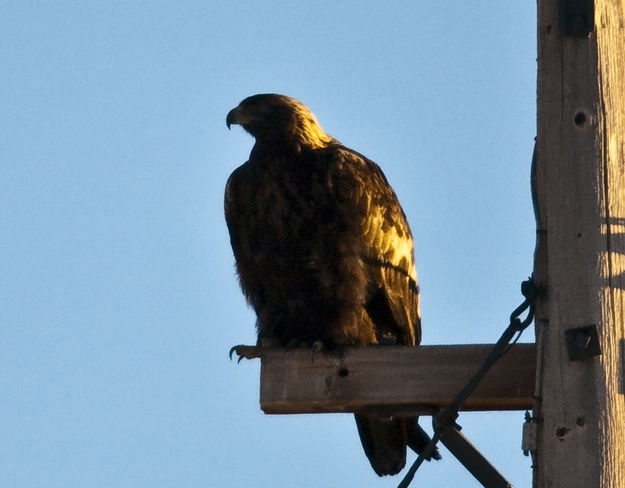 Golden Eagle Minding His Own Business. Photo by Dave Bell.