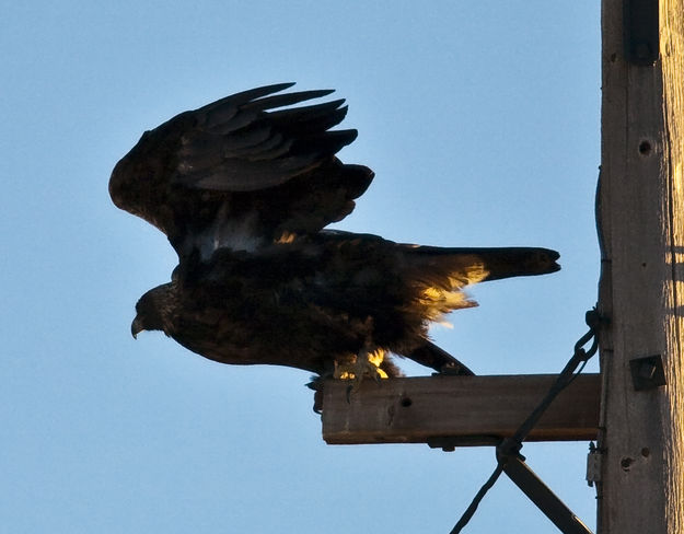 Maxine's Eagle Launch. Photo by Dave Bell.