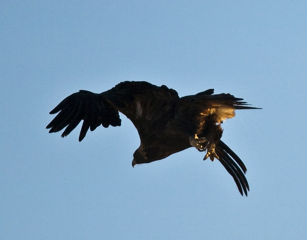Golden Eagle In Flight. Photo by Dave Bell.