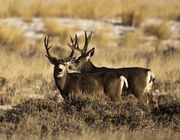 Two Healthy Muley Bucks. Photo by Dave Bell.