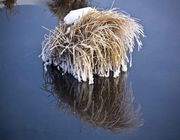 Frosty Tuft. Photo by Dave Bell.