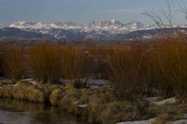 Red Spring Willows Along Duck Creek. Photo by Dave Bell.