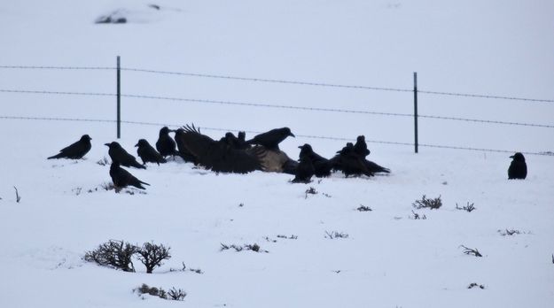 Raven Heaven. Photo by Dave Bell.