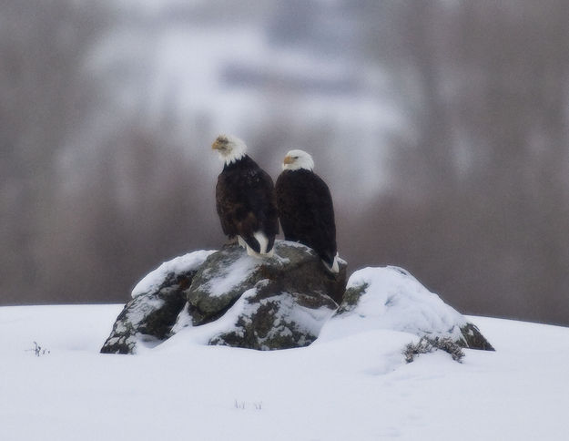 One Ugly Bald Eagle. Photo by Dave Bell.