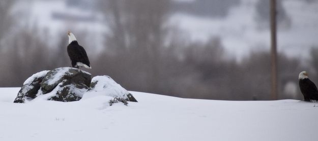 Sounding The Dinner Bell. Photo by Dave Bell.