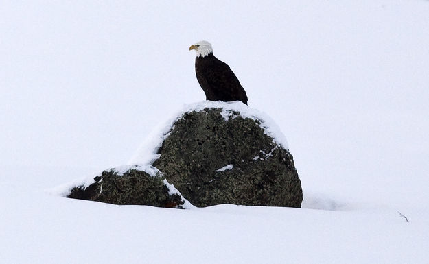 Eagle Contrast. Photo by Dave Bell.