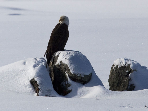 Bald Eagle. Photo by Dave Bell.