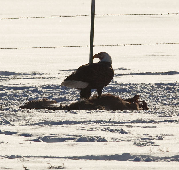 On The Kill. Photo by Dave Bell.