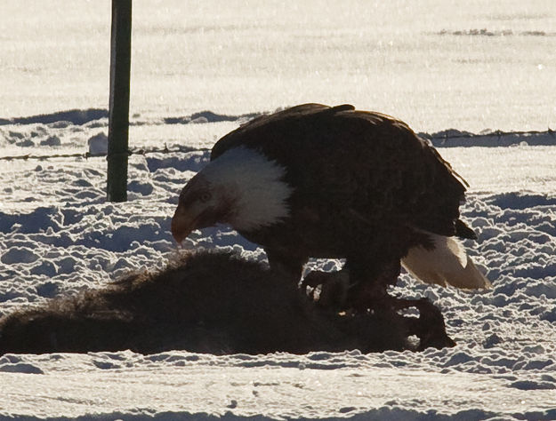 You Done Yet. Photo by Dave Bell.