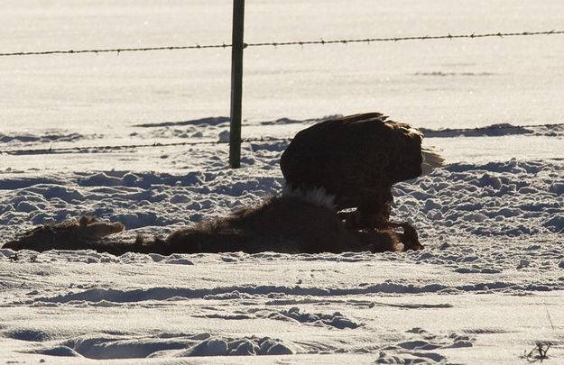 Up To His Neck. Photo by Dave Bell.