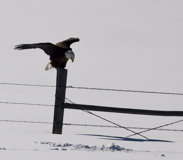 Watching His Own Shadow. Photo by Dave Bell.