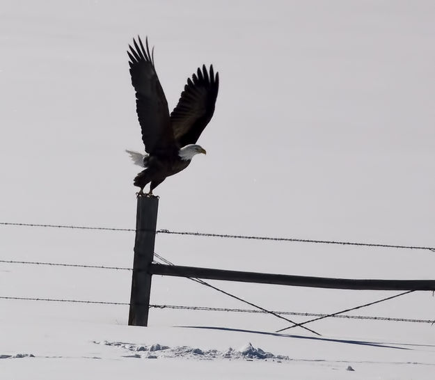 Up and Away. Photo by Dave Bell.