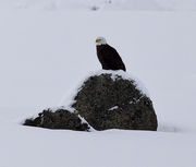 Watchful Eye. Photo by Dave Bell.