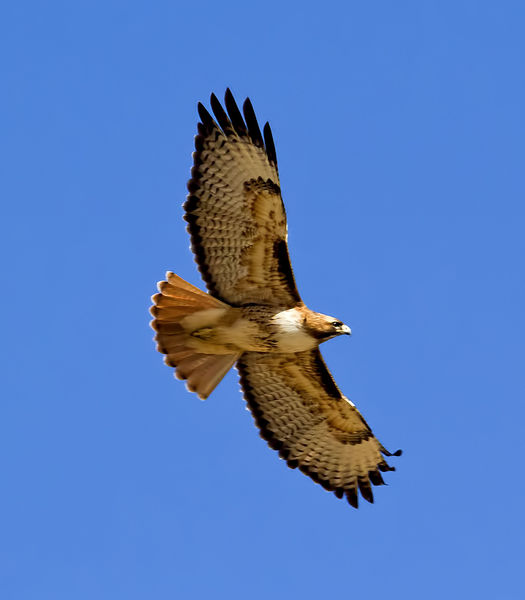 Hawk In Flight. Photo by Dave Bell.