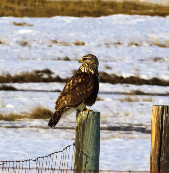 An Actuary Hawk. Photo by Dave Bell.