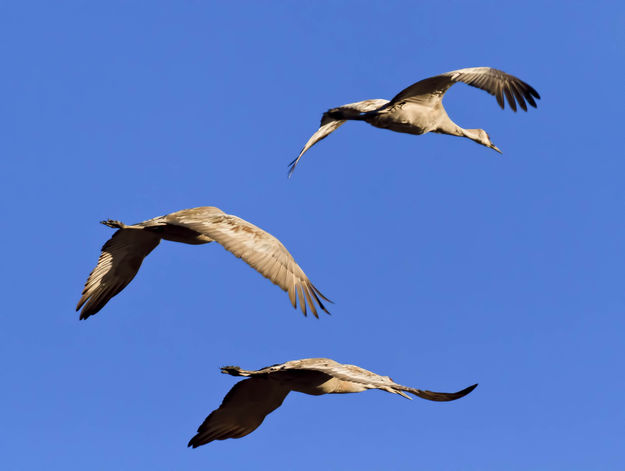 From Underneath. Photo by Dave Bell.