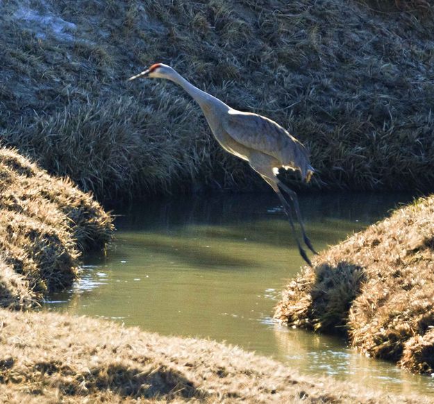 Jumping The Creek. Photo by Dave Bell.