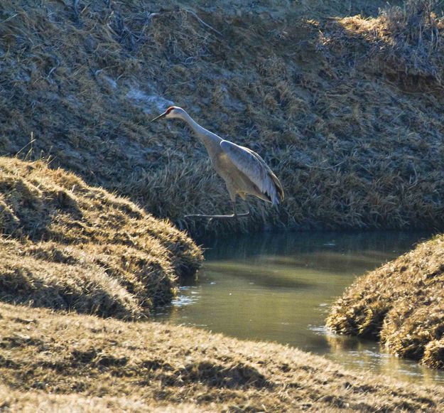 Mid-Air Jump. Photo by Dave Bell.