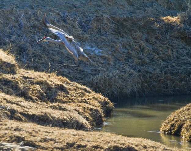 Shaky On The Landing. Photo by Dave Bell.