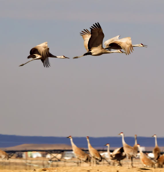 Wings Pounding. Photo by Dave Bell.