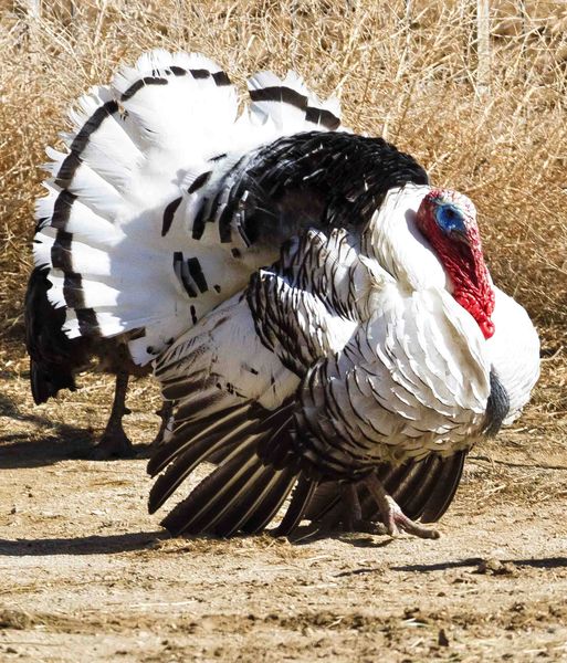 Mature Struting Tom Turkey. Photo by Dave Bell.