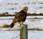 Hawk. Photo by Dave Bell.