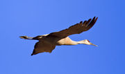 Gliding. Photo by Dave Bell.