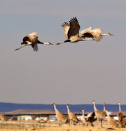 Wings Pounding. Photo by Dave Bell.