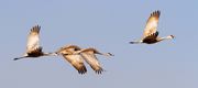 In Flight. Photo by Dave Bell.