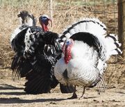 Struting Toms. Photo by Dave Bell.