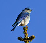 Bluebird Enjoying The Sun. Photo by Dave Bell.